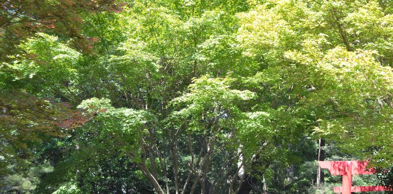 Japanese Maples offer Beauty and Durability