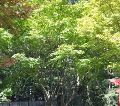 Japanese Maples offer Beauty and Durability