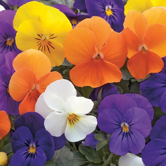 Viola cornuta Penny™ All Seasons Mix