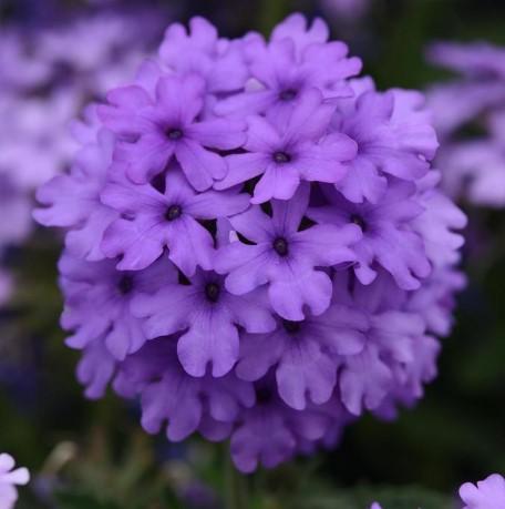 Verbena peruviana EnduraScape™ Blue