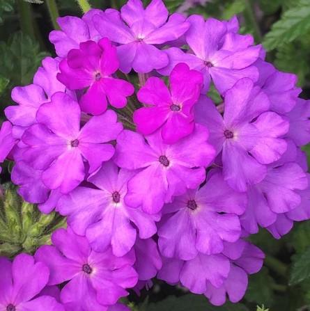 Verbena Lanai® Lilac