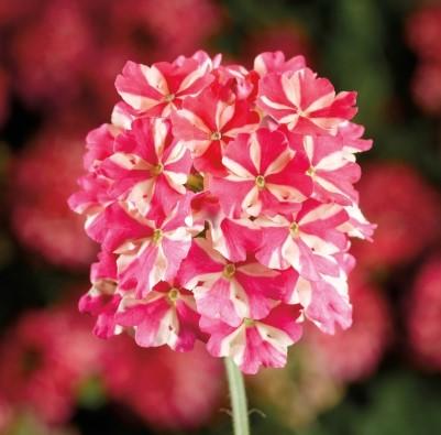 Verbena Lanai® Red Star