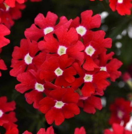Verbena Cadet Red 