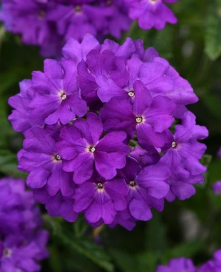 Verbena Cadet Violet Blue 