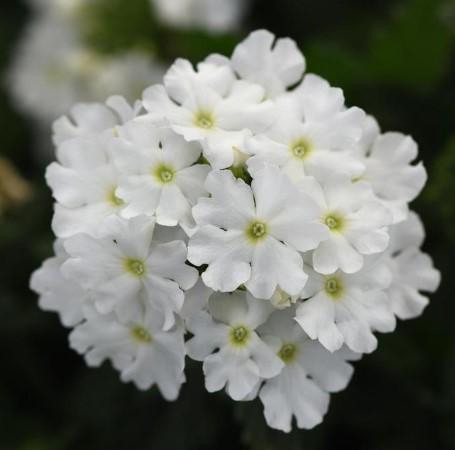 Verbena Cadet White 