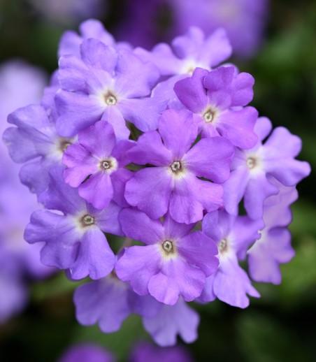 Verbena Firehouse Lavender 