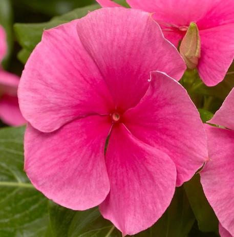 Catharanthus roseus Cora® XDR Strawberry