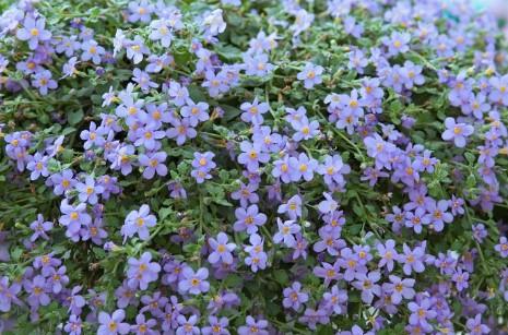 Bacopa Blue/White 