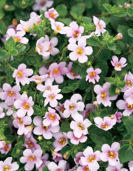 Bacopa Pink/White 