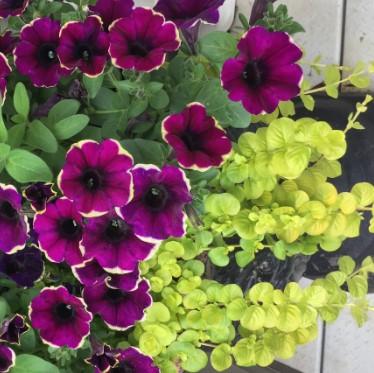 Petunia Sanguna Purple with Creeping Jenny 