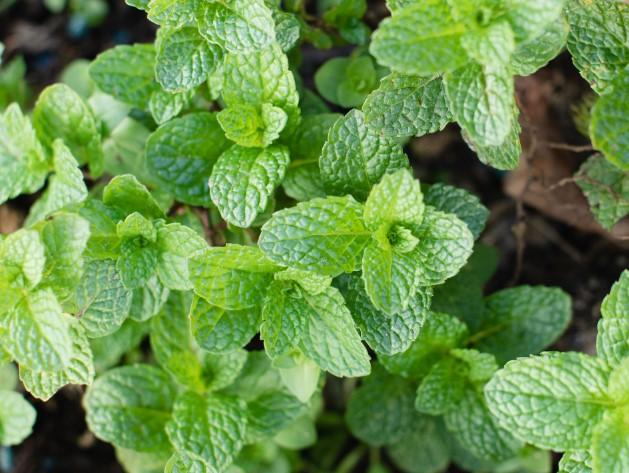 Mint Candy Mint 