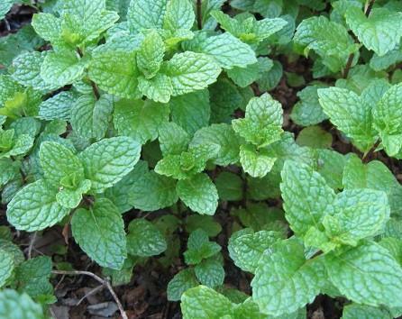 Mint Kentucky Colonel 