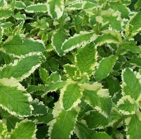 Mint Pineapple 