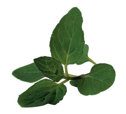 Mint Peppermint 