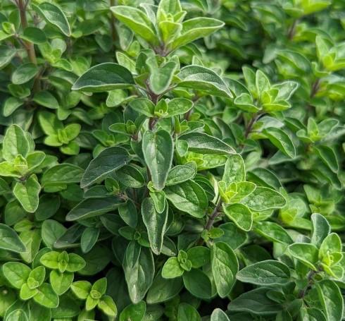 Oregano Italian Supreme 
