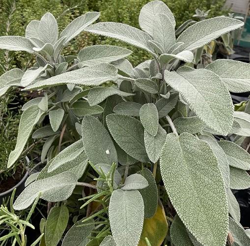 Sage Maxima 