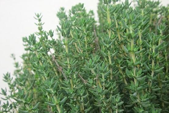Thyme English Compact 