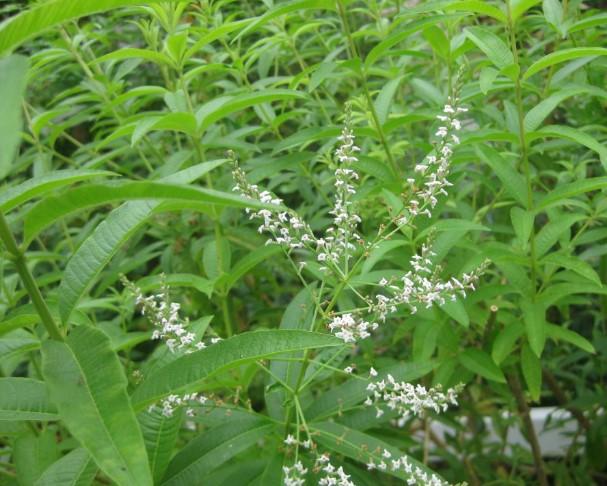Verbena Lemon 