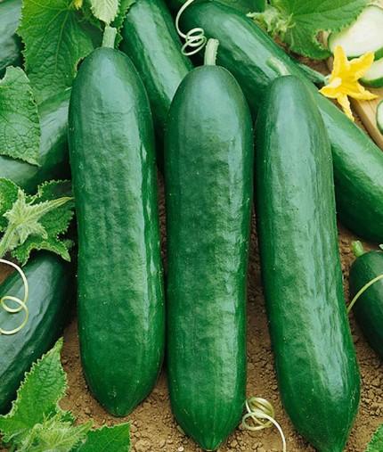 Cucumber Slicing Bush 