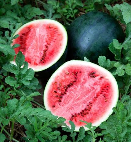 Watermelon Sugar Baby 