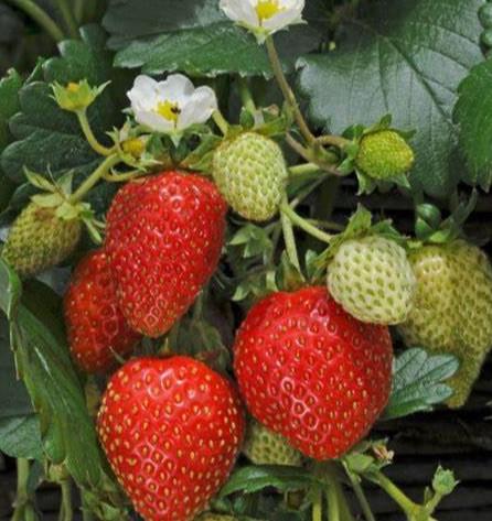 Strawberry Elan 