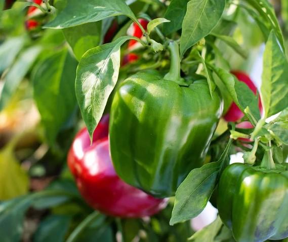 Peppers Better Belle 