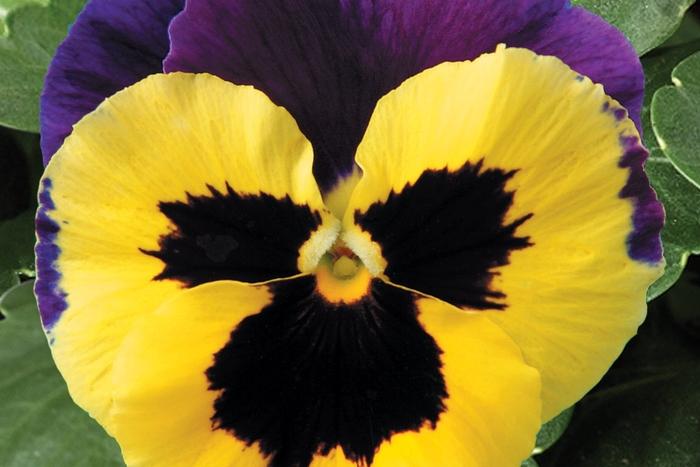 Viola x wittrockiana Delta™ Premium Yellow w/Purple Wing