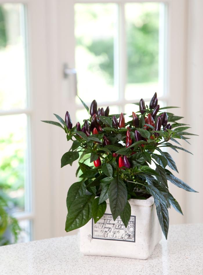 Capsicum annuum Acapulco® Purple