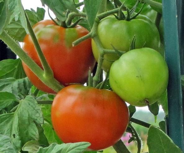 Tomato Burpee Big Boy 