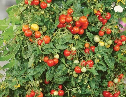 Tomato Patio 