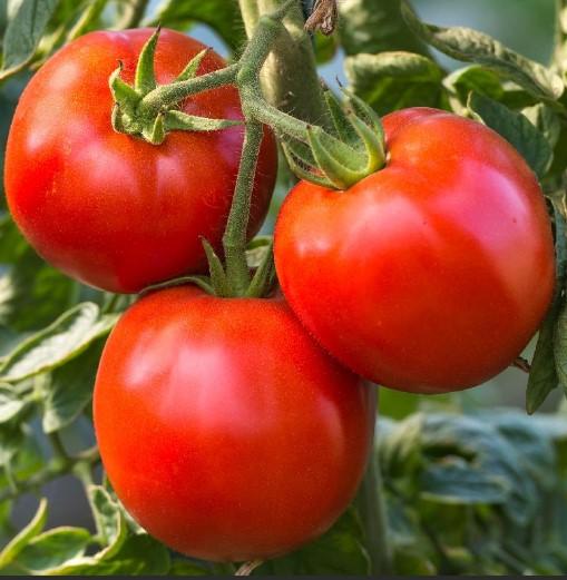 Tomato Rutgers Heirloom 