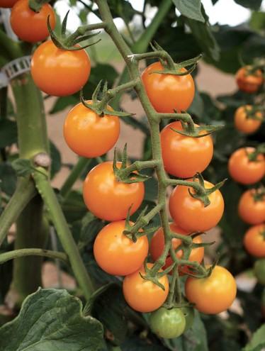 Tomato Sun Sugar 