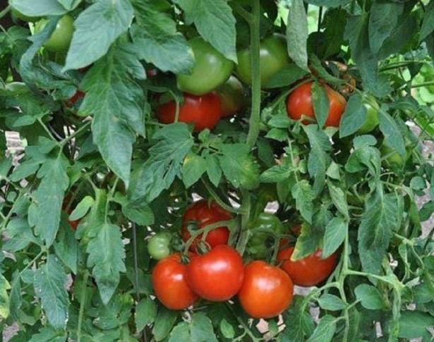 Tomato Supersonic 