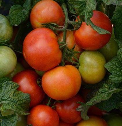 Tomato Little Scilly 