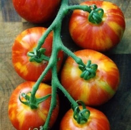 Tomato Mr Stripey 