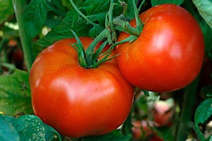 Tomato Ramapo Heirloom 
