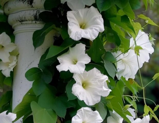Flowering Vine Moon Vine 