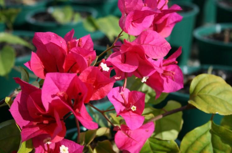 Flowering Vine Scarlet O'Hara 