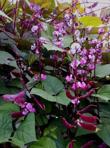 Flowering Vine Hyacinth Bean 