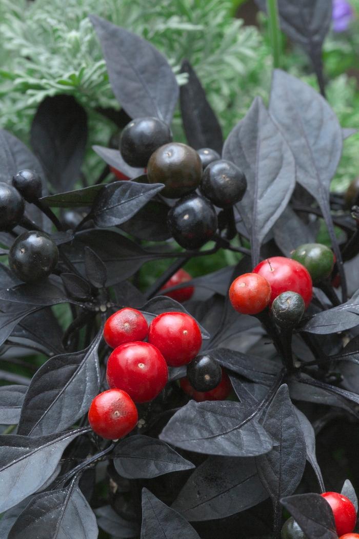 Capsicum annuum Onyx Red