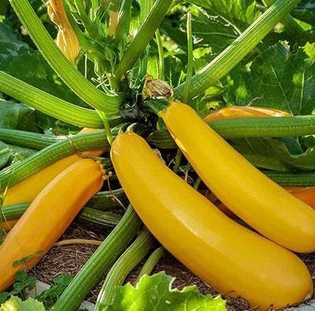 Zucchini Golden Zebra 