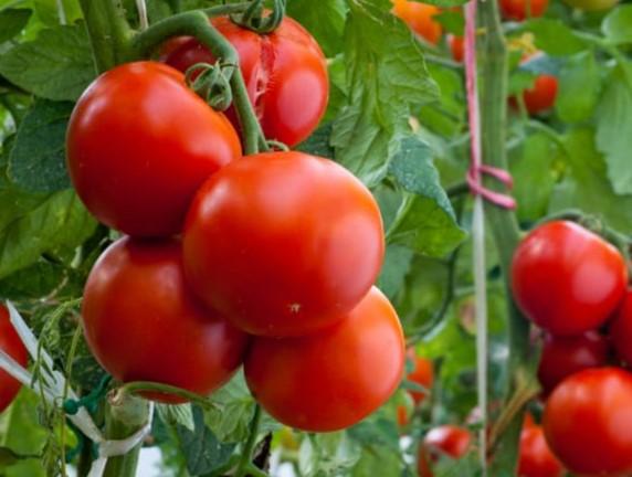 Tomato July 4th 