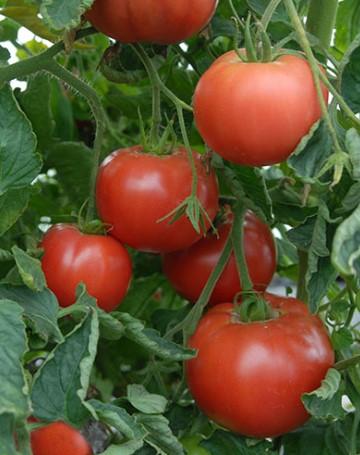 Tomato Steak Sandwich 