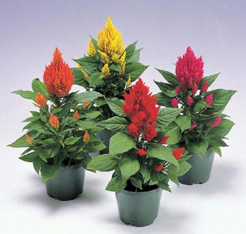 Celosia argentea Castle Mix