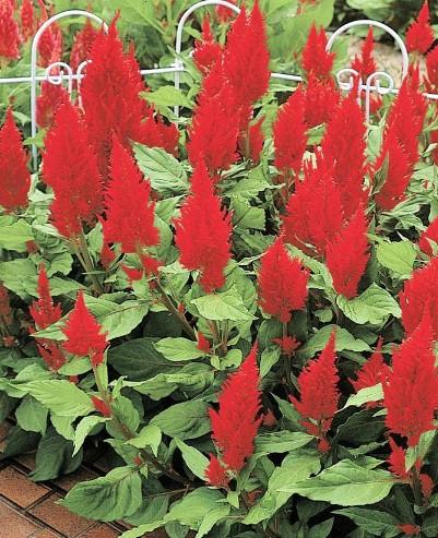 Celosia argentea Castle Red