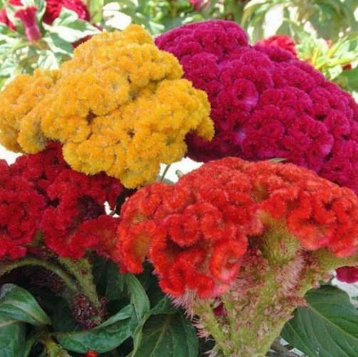 Celosia COPY argentea Castle Mix