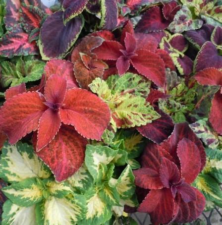 Solenostemon Wizard® Mix Wedgewood