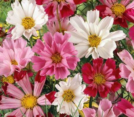 Cosmos Seashells Mix 