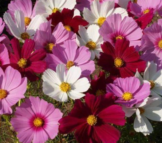 Cosmos Sensation Mix 