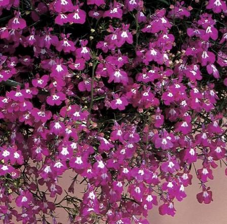 Lobelia erinus Riviera Rose